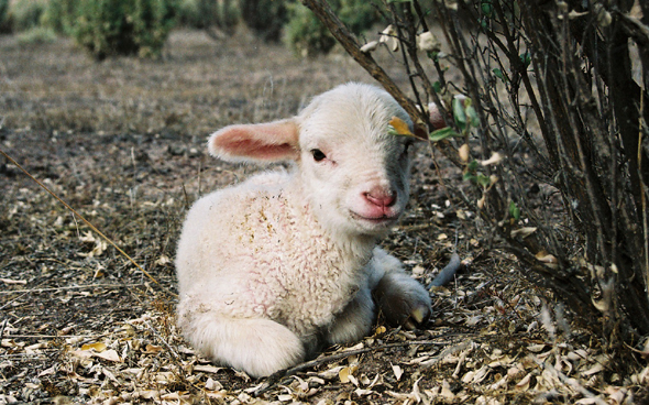cute_lamb.jpg