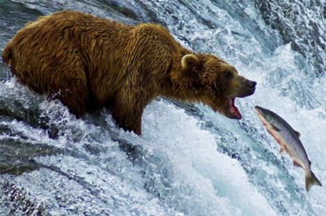 Salmon Bear