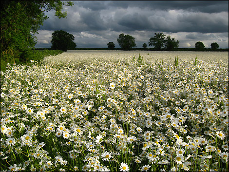 Daisies+in+a+field