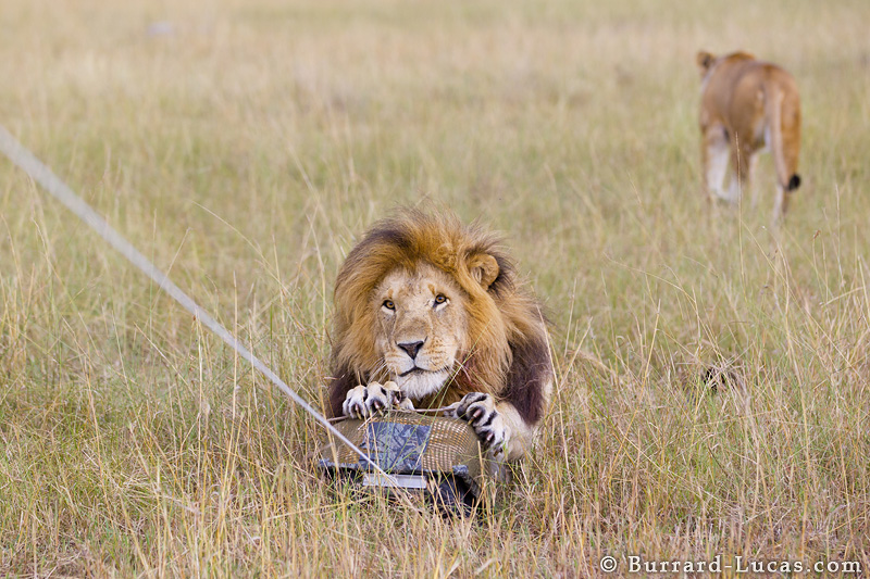 But the Lion of Judah was holding on tightly, powerfully, quietly ...